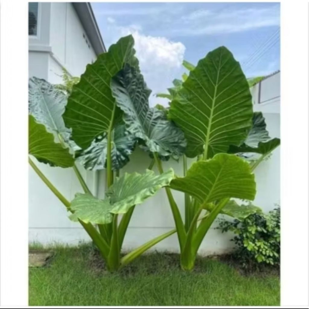 Benih Talas Sente Daun Jumbo - Multifungsi: Pakan Gurame & Hiasan Pot