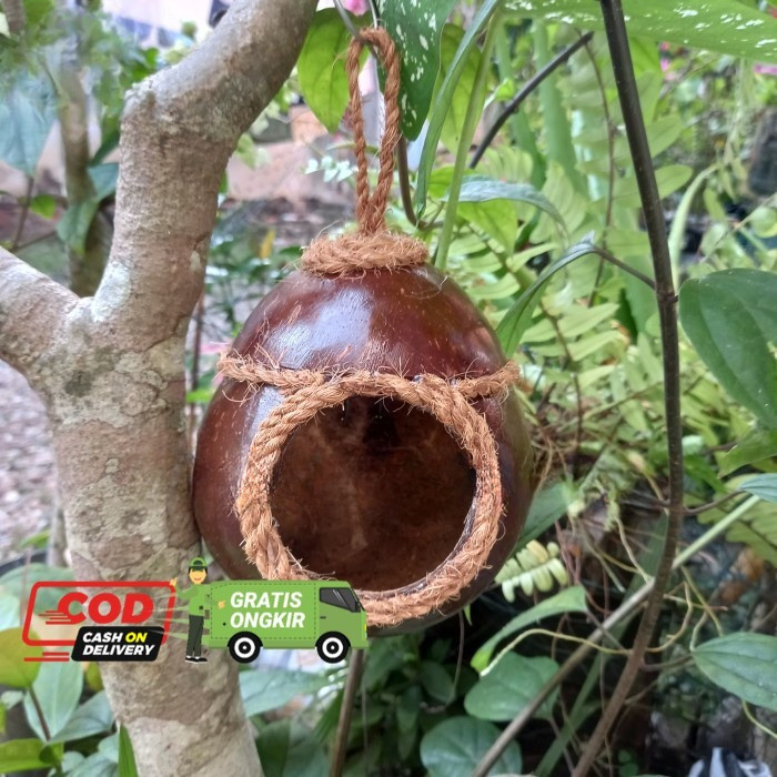 Glodok Batok Kelapa Sarang Burung Lovebird Rias Sabut Kelapa