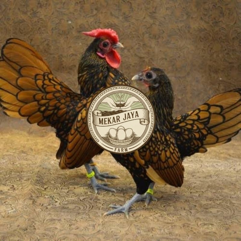 Telur Tetas Ayam Kate Batik Kanada/Telur Ayam Hias Batik Kanada Siap Tetas Mekarjaya Farm