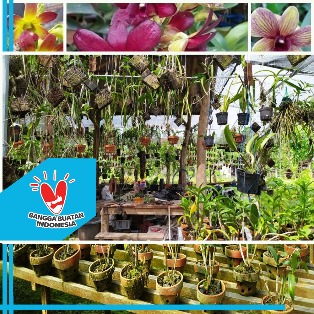 Anggrek Cumigiana Kayu Kopi Petani Organik Ladang Herbal Nusantara  Kardus FREE GRATIS Media Tiangga