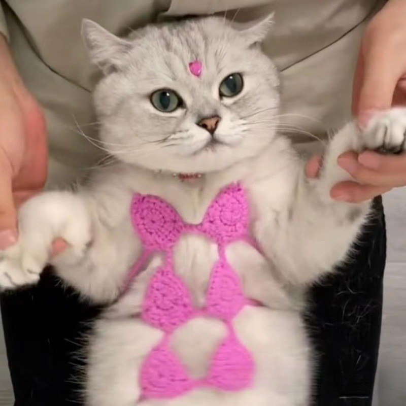 Tail Planet COD  Bikini Anak Kucing dari Benang Rajut Buatan Tangan yang Trendi, Pakaian Dalam Hewan