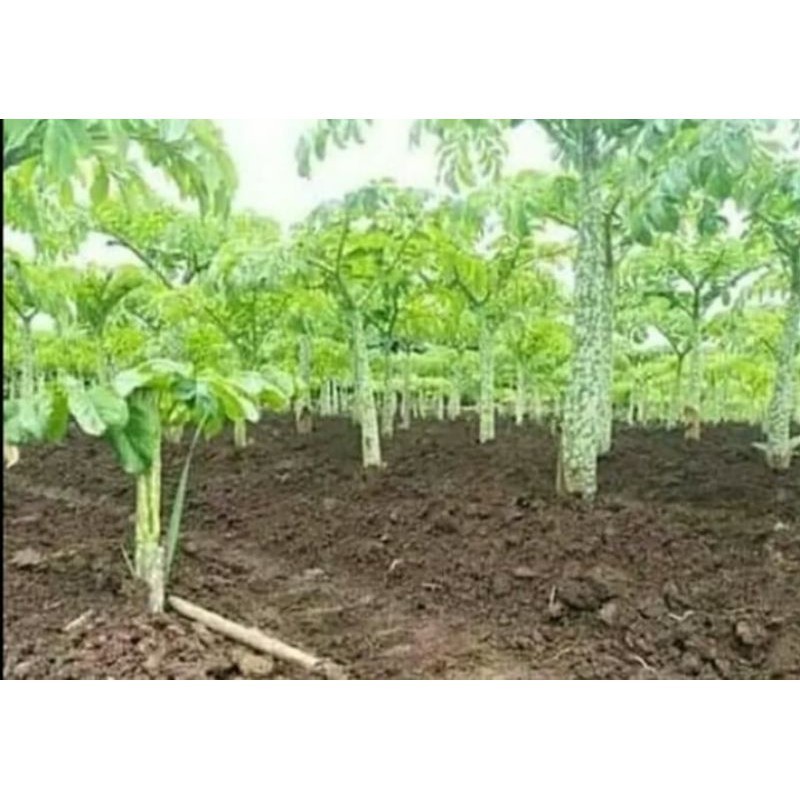 bibit benih tanaman porang herbal #@ahmadhandika08