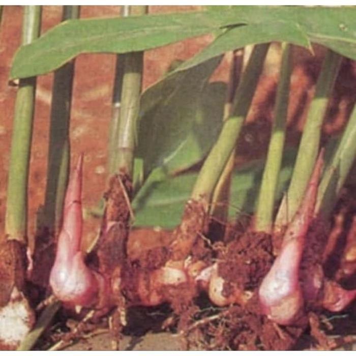 Tanaman Pohon Lengkuas Merah Bumbu Masak / Pohon Lengkuas Merah