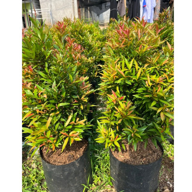 Tanaman hias pohon pucuk merah tinggi ± 60 - 80 cm / tanaman hias pohon pucuk merah tanaman hias puc