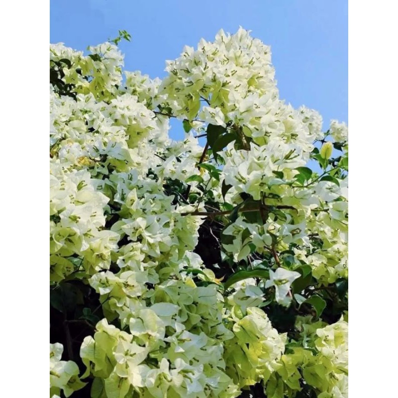 Bougenville Bangkok putih Original