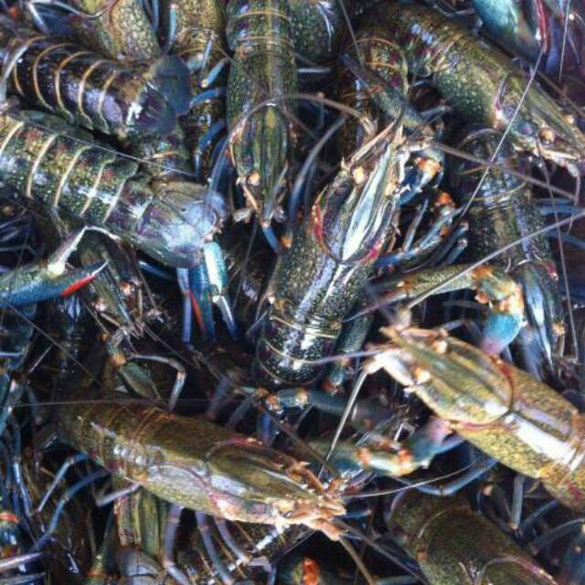 lobster air tawar redclaw