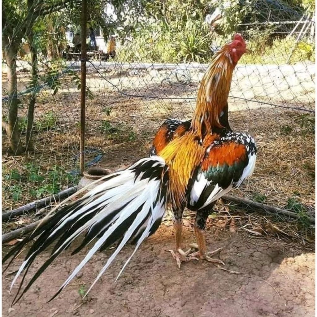 Telur Ayam Bangkok Ekor Lidi Fertil Ayam Bangkok Petarung Ekor Lidi siap untuk ditetaskan Mekarjaya 