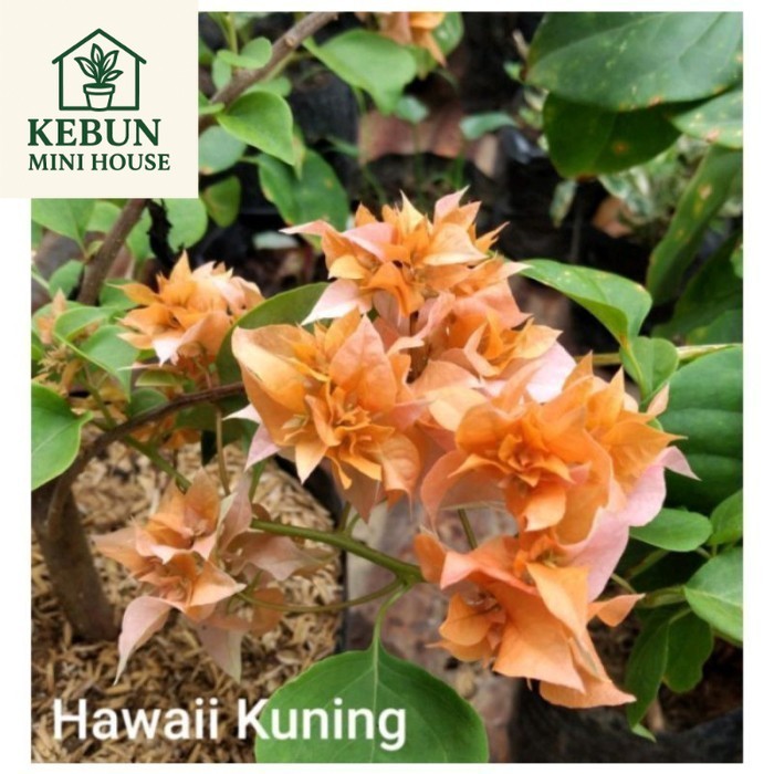 (PROMO) TANAMAN HIAS BUGENVIL BUNGA KERTAS//HAWAI KUNING