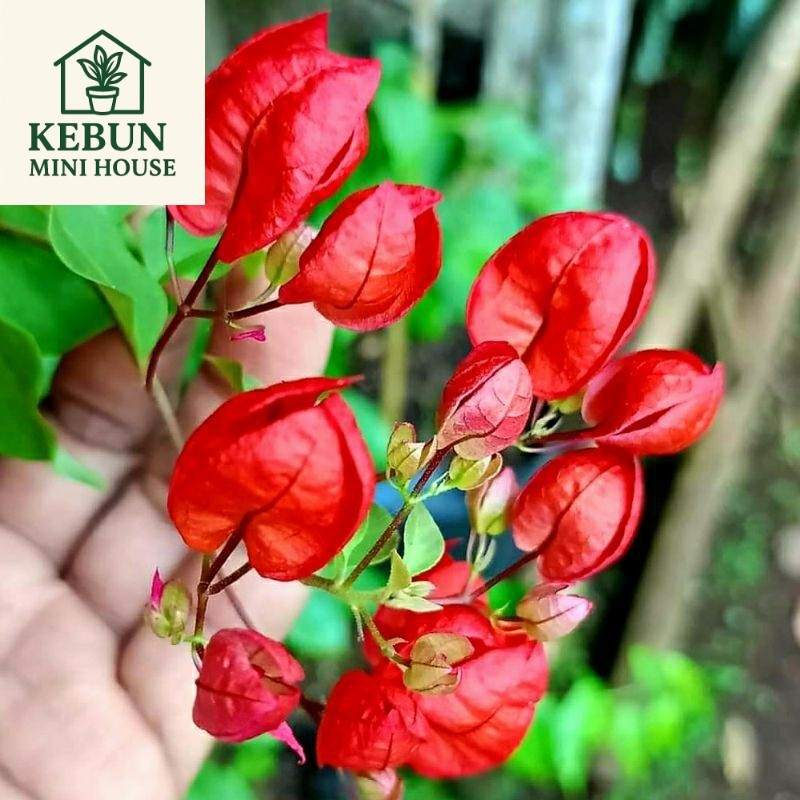 (NEW) PROMOMURAH Bunga Bougenville Anggur Red Chili