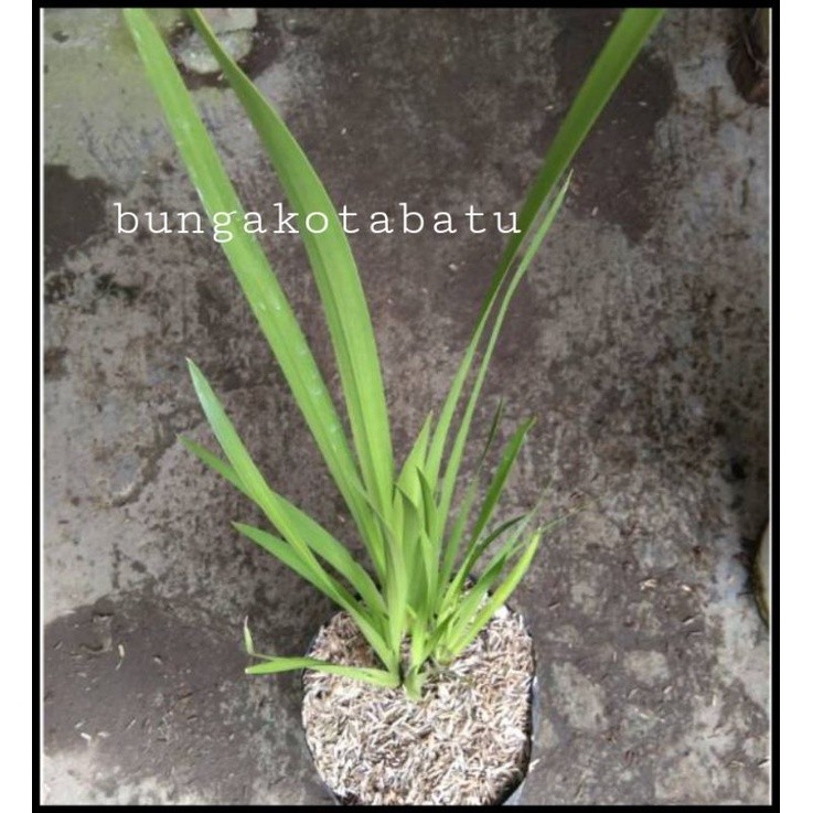 Tanaman Herbal Dringu Bawang Bayi Khasiat Alami