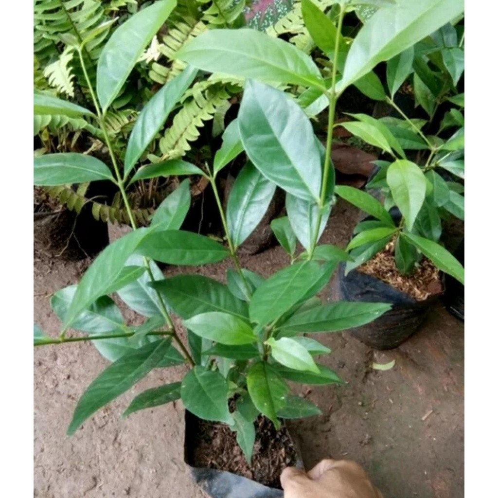 Murah 5 Tanaman Herbal Pohon Salam / Bibit Pohon Salam Bumbu / Daun salam wangi