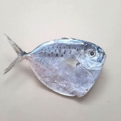 Ikan Semar / Anyi-Anyi / Bagong Segar Tangkapan Laut 1Kg