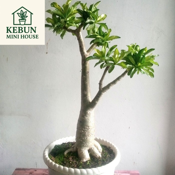 (NEW) Adenium Arabicum Thaisoco