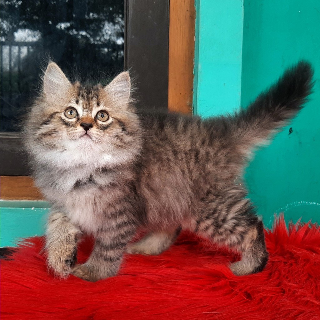 Kucing Kitten Persia Mix Mianecoon Bigbone Bulu Kapas