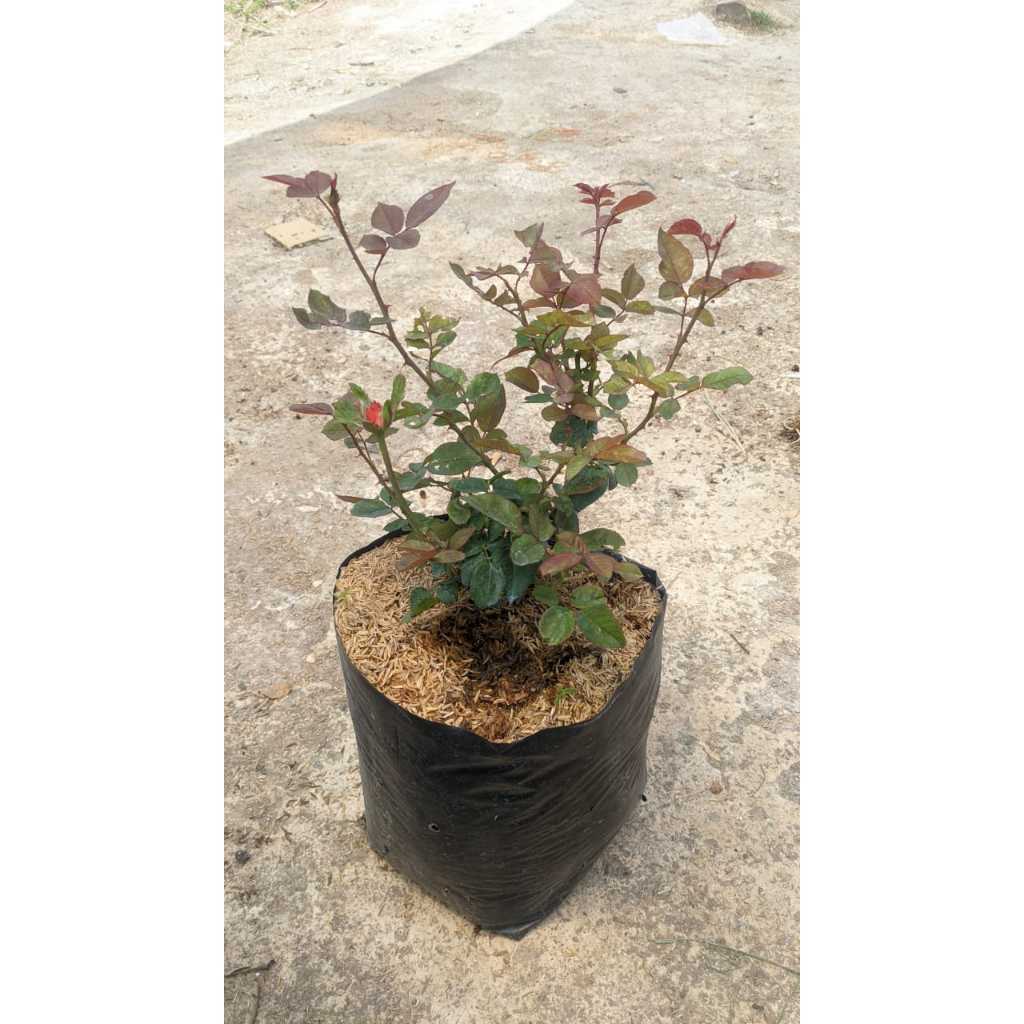 INDUKAN MAWAR IMPORT sekaranid