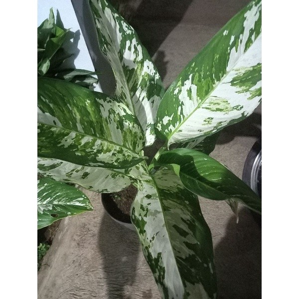 Tanaman Hias Diven Variegata (dieffenbachia var) - Diven Aglonema