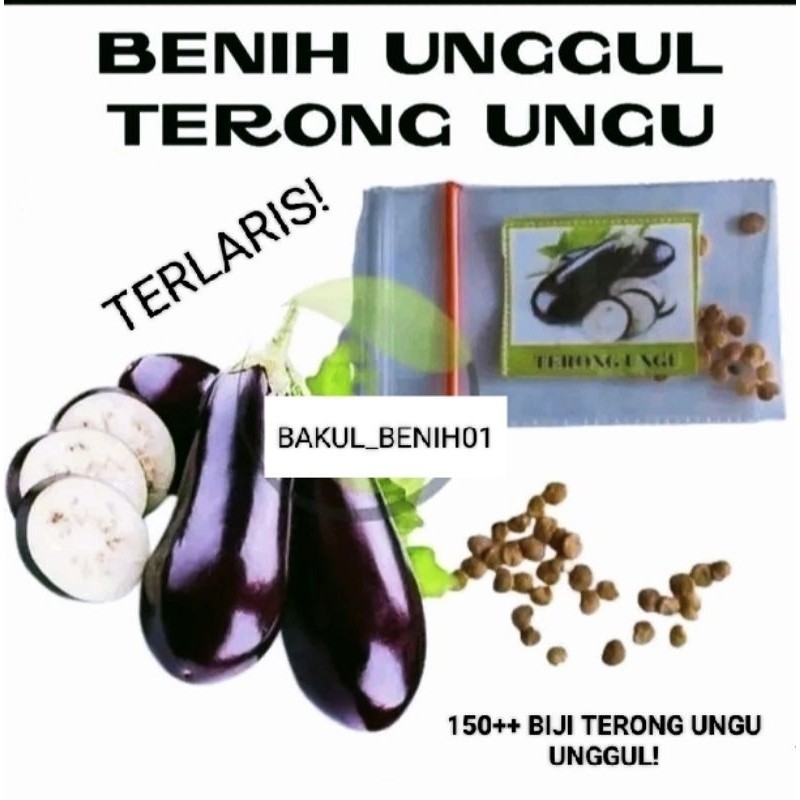 READY 150+ BENIH TERONG UNGU ANTABOGA F1 UNGGUL