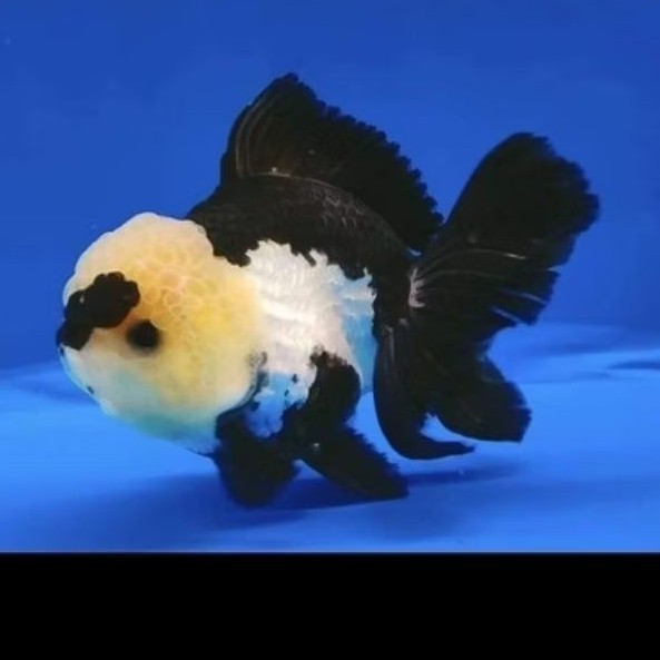 ikan mas koki panda JUMBO  10-12 cm / 3 color panda / mas koky 3 color JUMBO ikan hias akuarium aqua