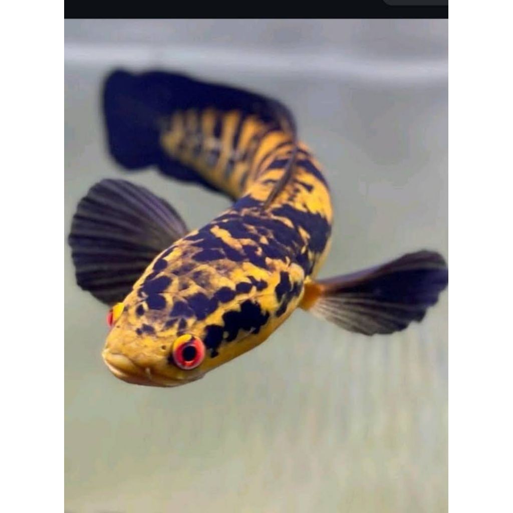 Terbaru ReadyAsiatica whitespot / WS PURE 14-16 CM GONDRONG FULL MUTIARA