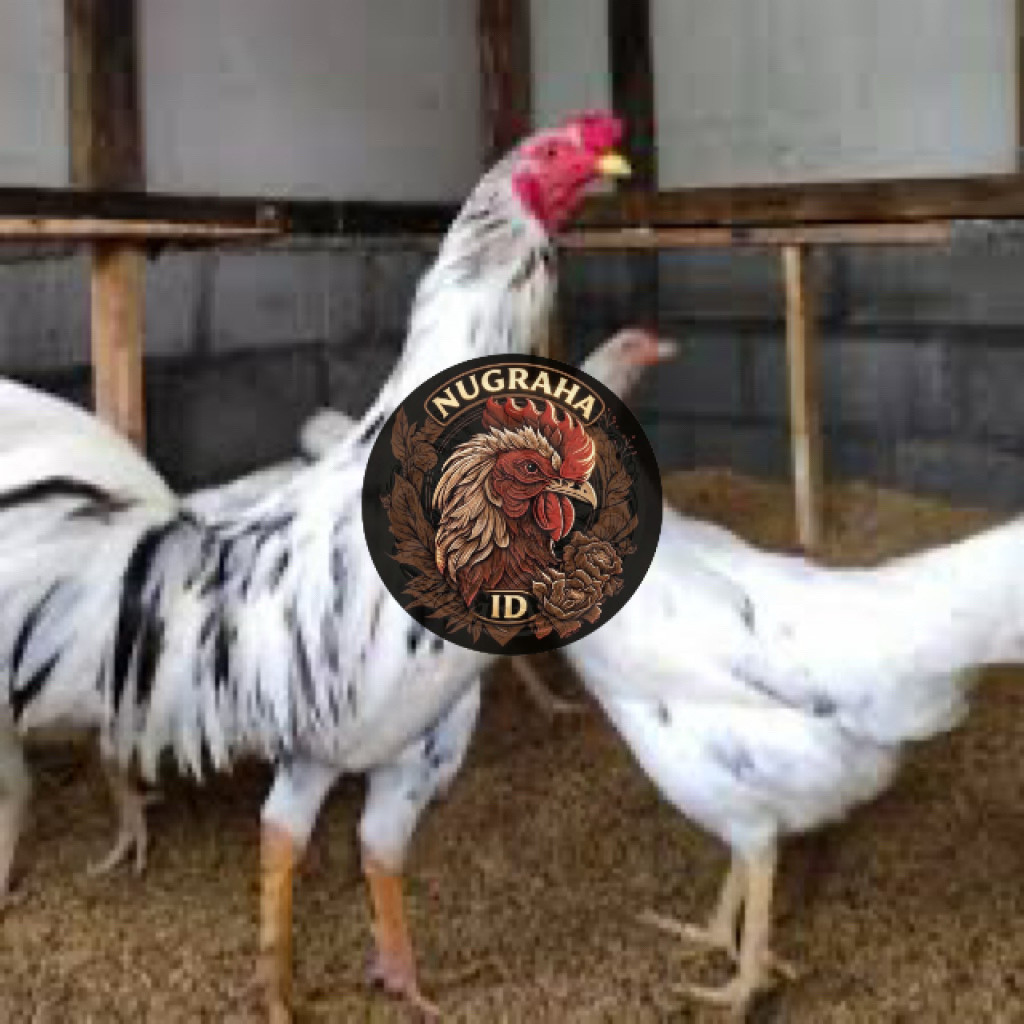 TELUR FERTIL AYAM SENSI UNTUK DITETASKAN NUGRAHA ID