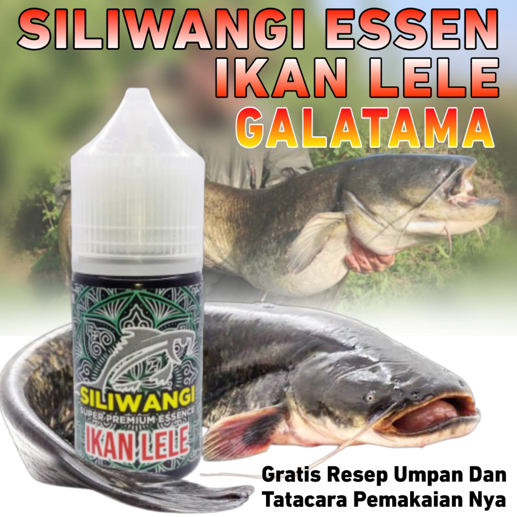 Essen ikan lele paling gacor kolam harian lomba Indukan & Rame Dijamin Makanin, Essen ikan lele sian