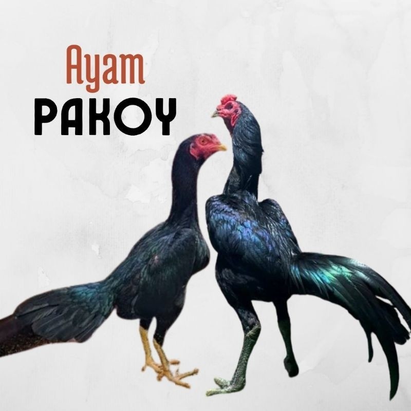 telur ayam pakhoy ori thailand petarung bisa untuk di tetaskan