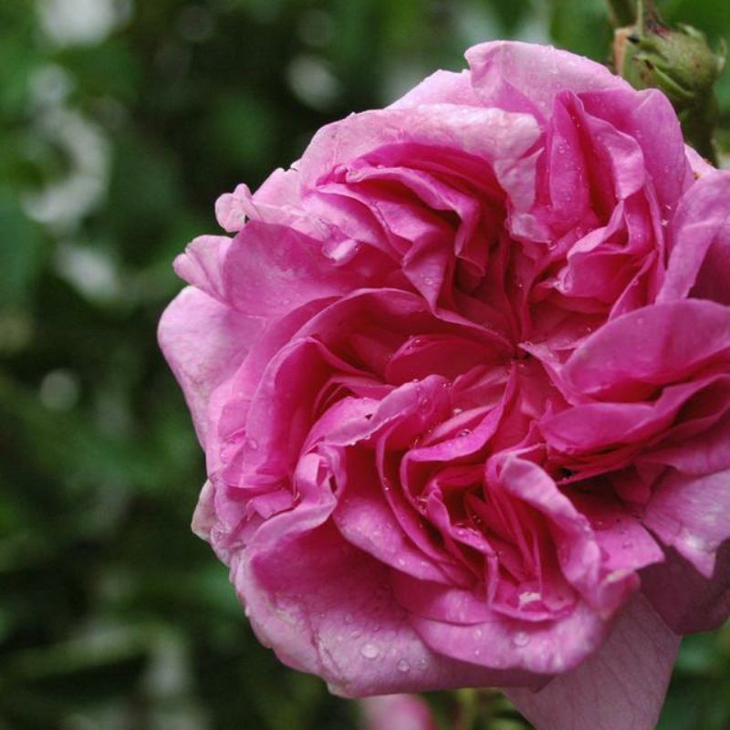 mawar import DAMASCENA