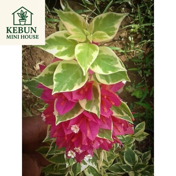 (NEW) Bougenville Singapore Varigata Merah Fanta