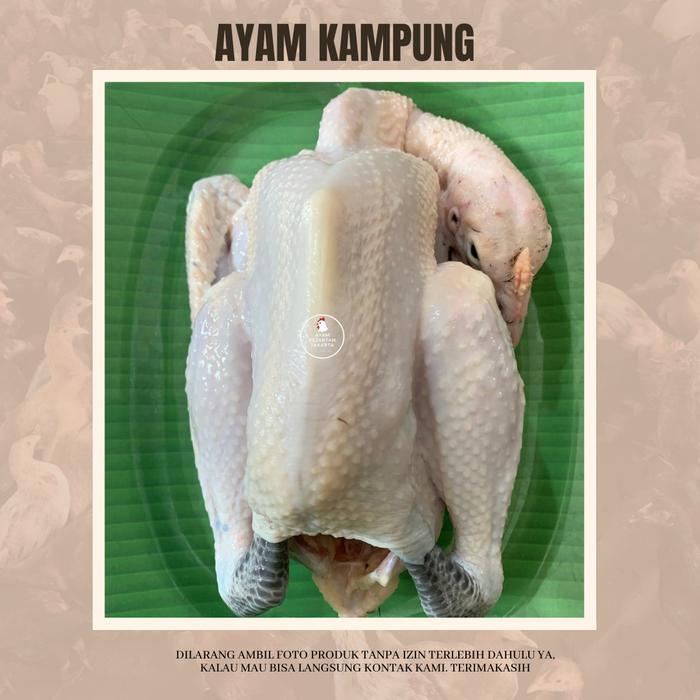 Ayam Kampung Fresh Utuh/Karkas 1Kg