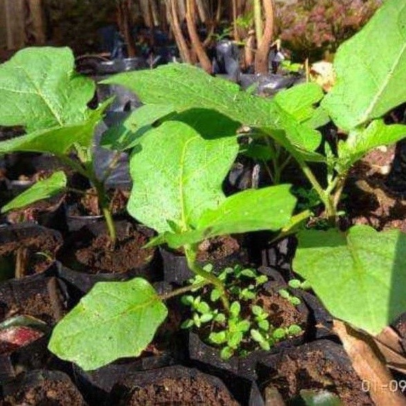 Bibit takokak cepokak rimbang obat mata minus siap tanam