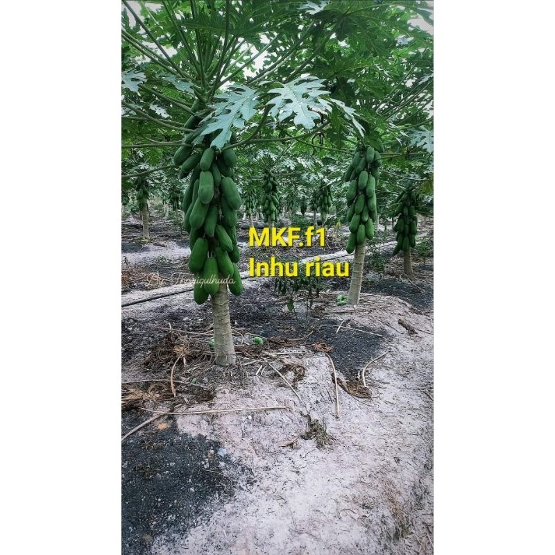 JAMIN MURAH BIBIT  PEPAYA CALIFORNIA MKF.F1.20 Gram(Gratis 1pcs setiap pembelian 5pcs)(BISA LANGSUNG