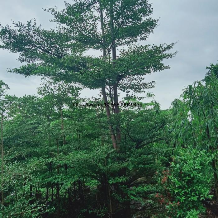 pohon Ketapang kencana.tingi 5meter