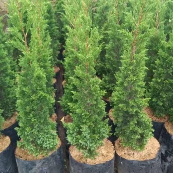 bibit tanaman hias cemara lilin/pohon natal