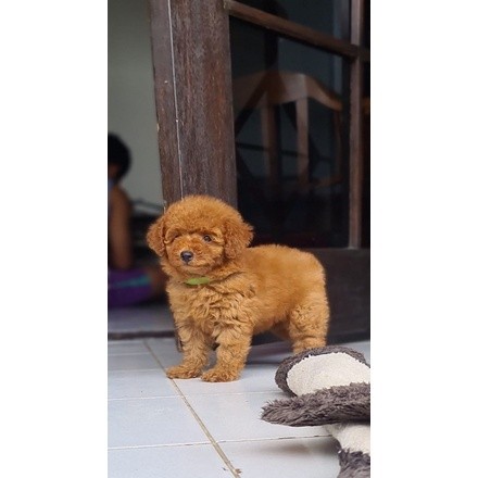 Anakan Anjing Red Toy Poodle Betina
