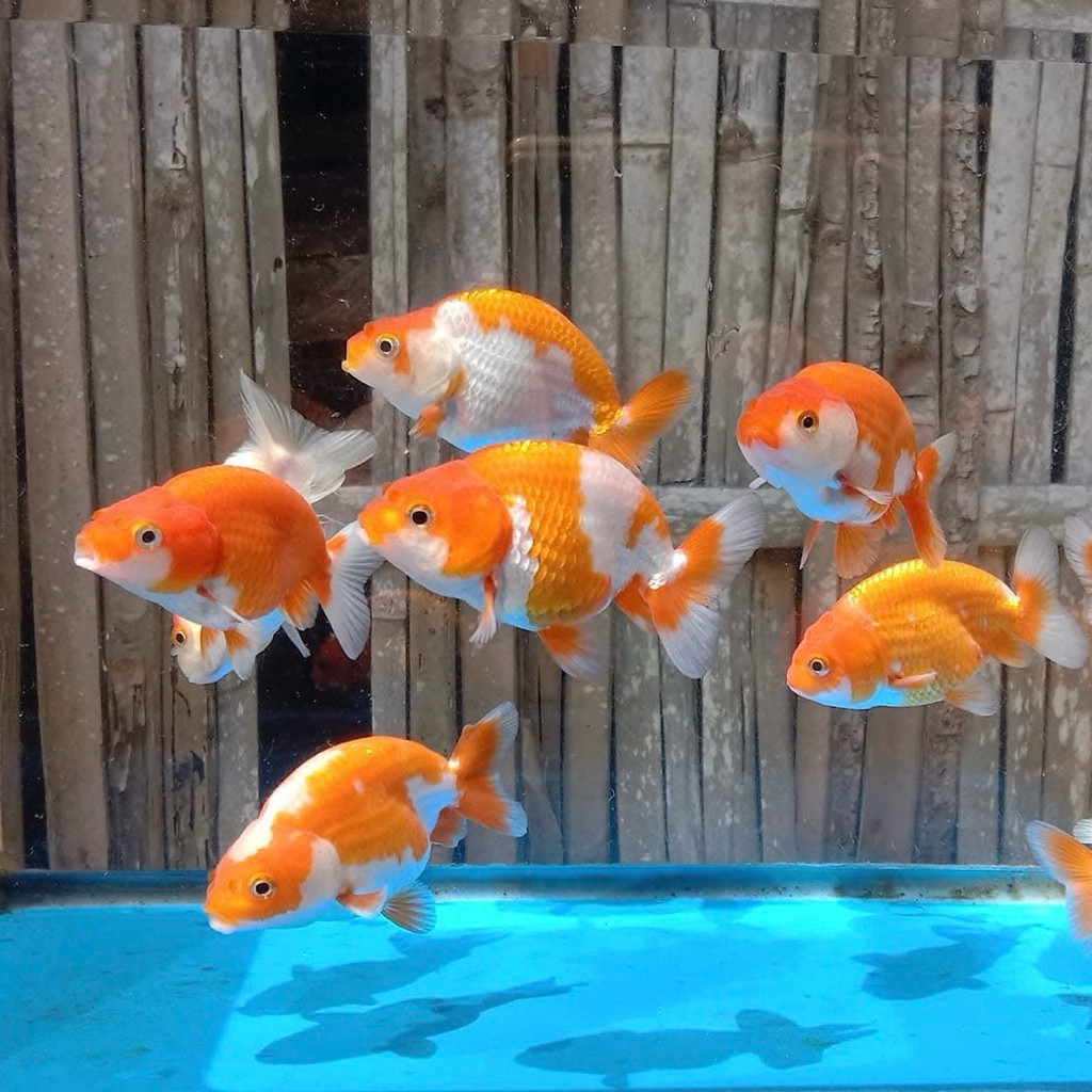 Paket isi 3 mas koki rancu rw hiasan aquarium cantik ranchu bisa cod sz 4-6 cm