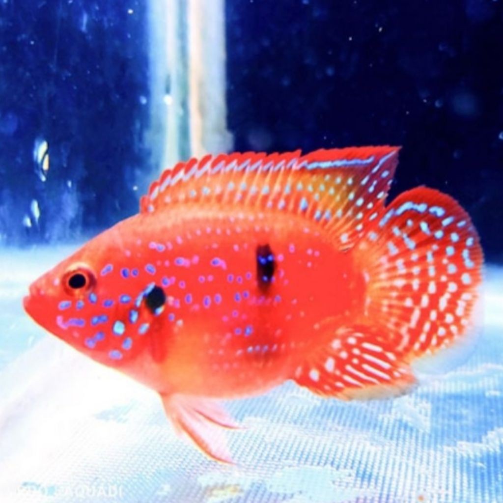Ikan red jewel cichlid sz3-5cm hiasan aquarium