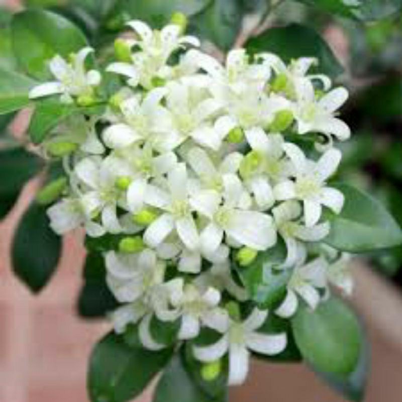 Tanaman Hias Kemuning Jepang - Kemuning Jepang Rimbun