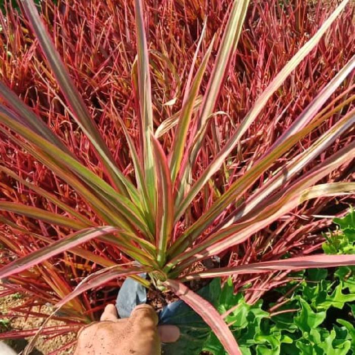 tanaman hias dracena Tricolour - tanaman drasena Tricolour