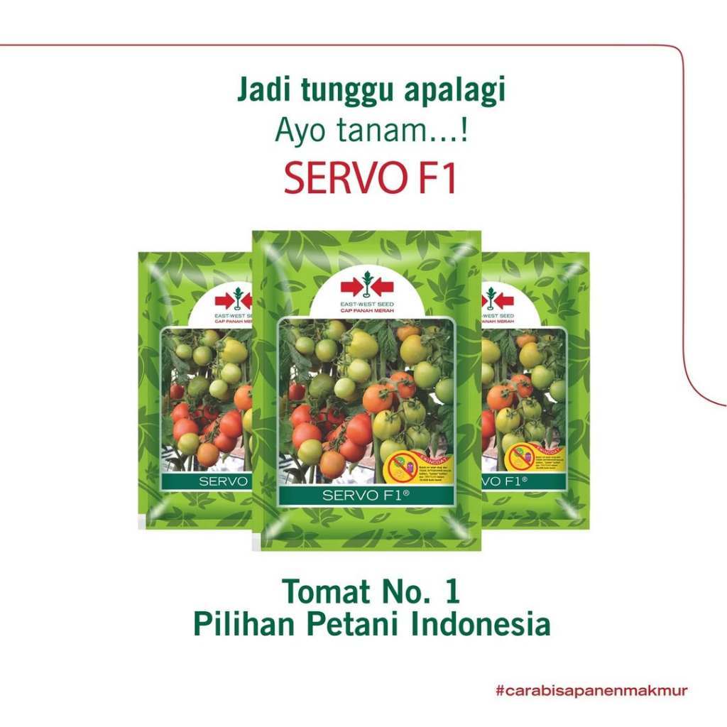BENIH TOMAT SERVO F1 1.750 butir Panah Merah Tomat Hibrida