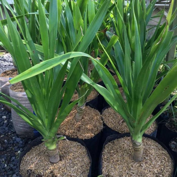 ( BISA COD) Tanaman Hias Pandan Bali Tanaman Pohon Pandan Bali / Tanaman Indoor Outdoor Pandan Bali 