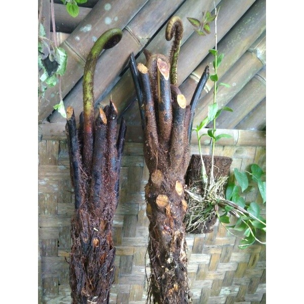 Pakis Monyet,Pakis kera,pakis Haji, Tanaman pakis 1-1,5m