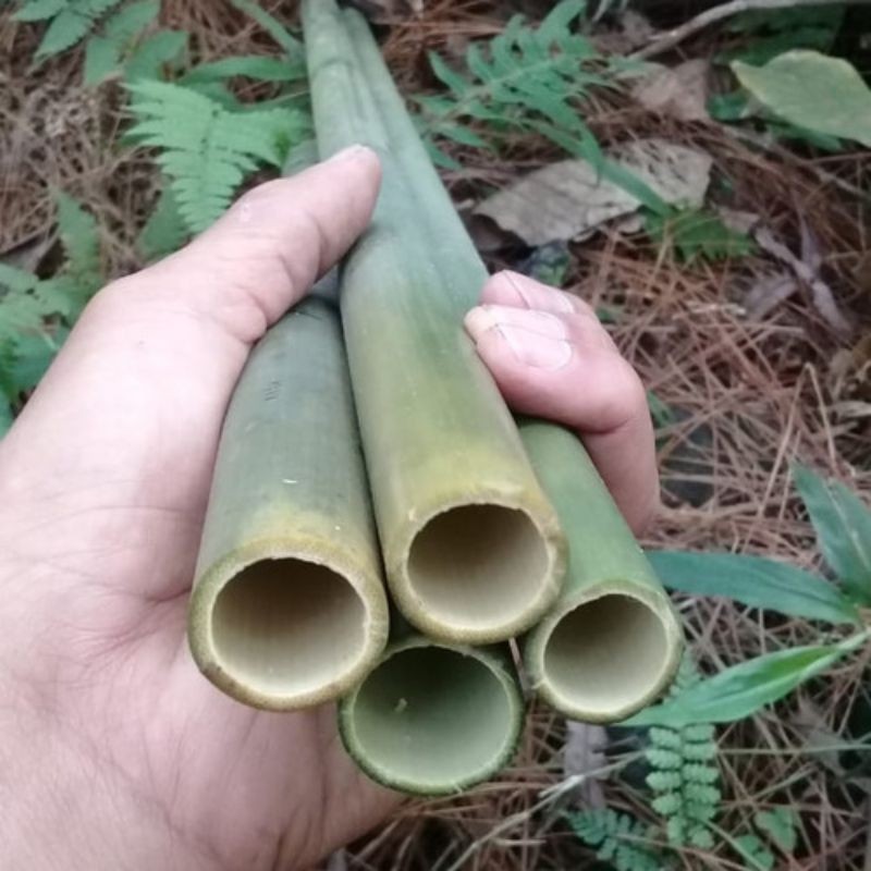 Bambu Tamiang Panjang 70 cm 80 cm