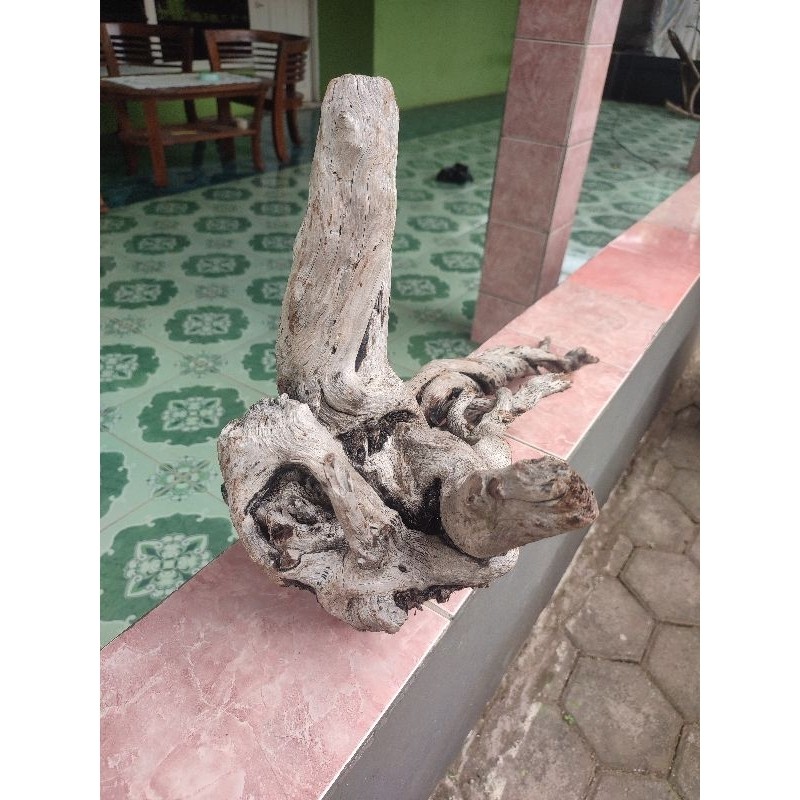 [PAI] Kayu Santigi Laut
