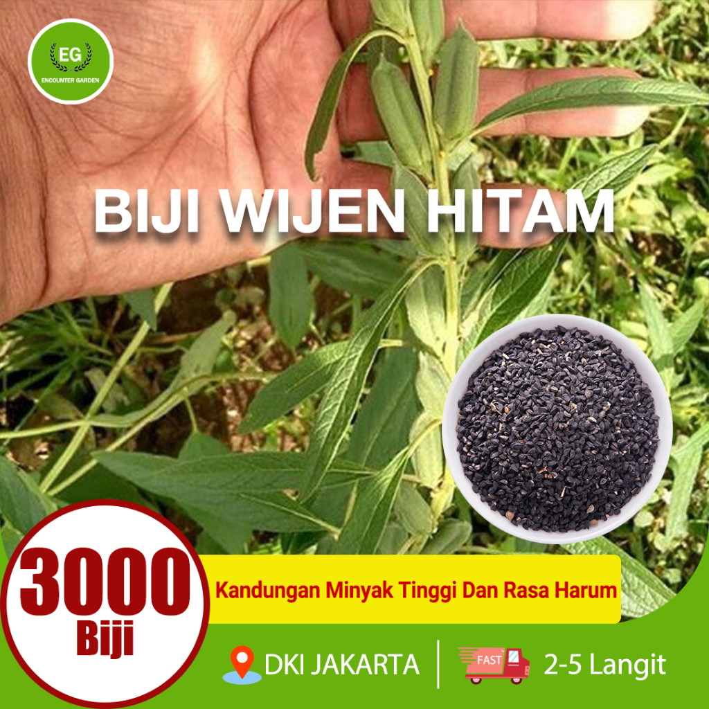 Benih Wijen Hitam / Biji Wijen Hitam