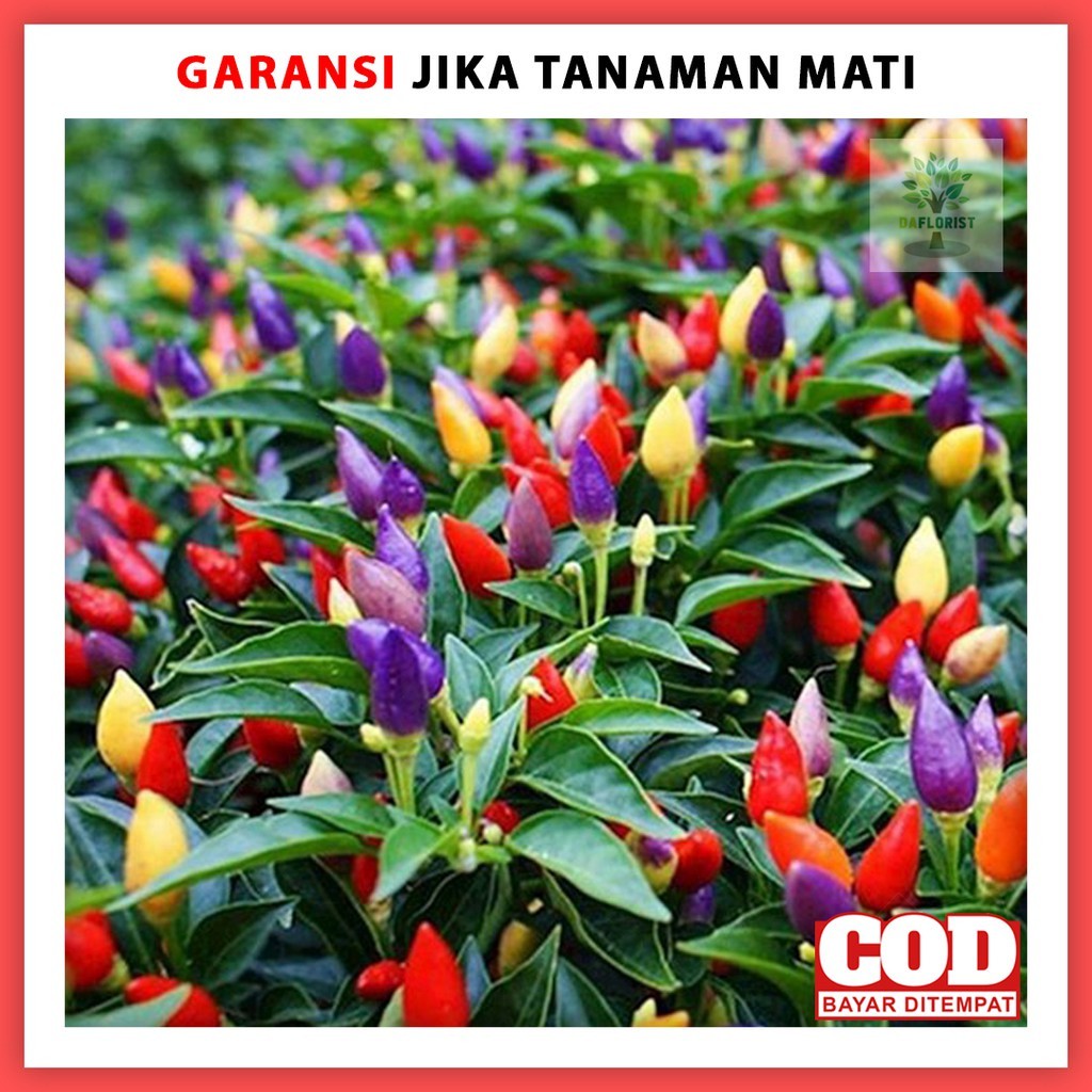 TANAMAN HIAS CABE PELANGI BUNGA HIDUP BIBIT CABAI WARNA WARNI HIASAN TAMAN MURAH f.r.s