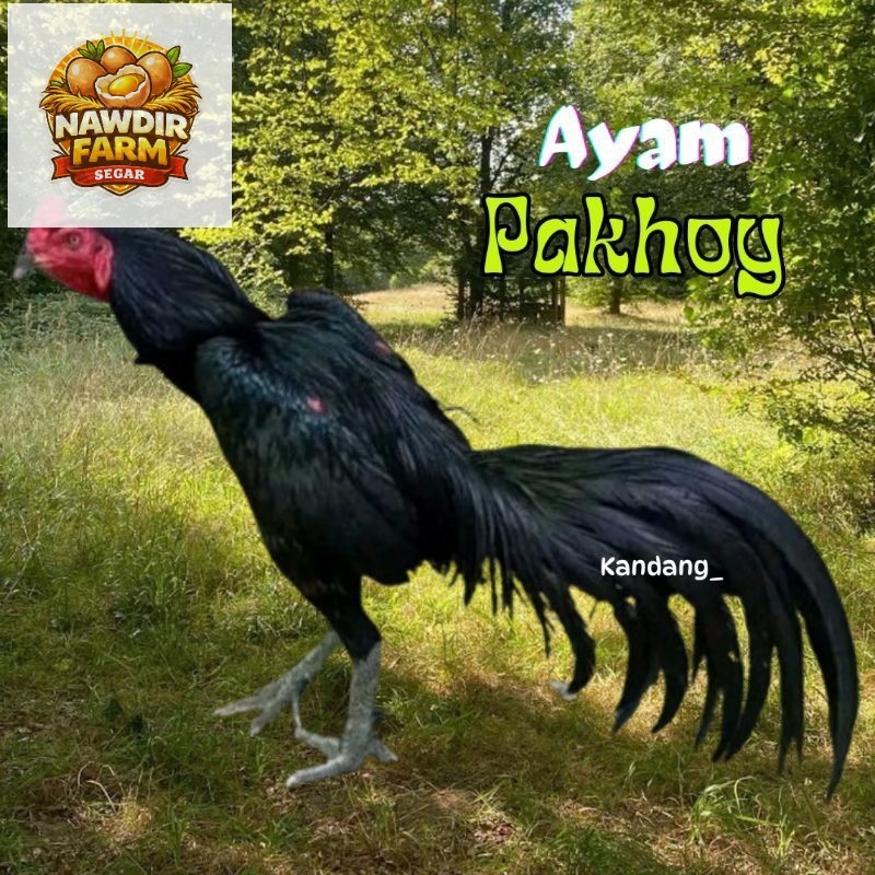 TELUR  AYAM PAKHOY ASLI PETARUNG DRUMBAND UNTUK DITETASKAN