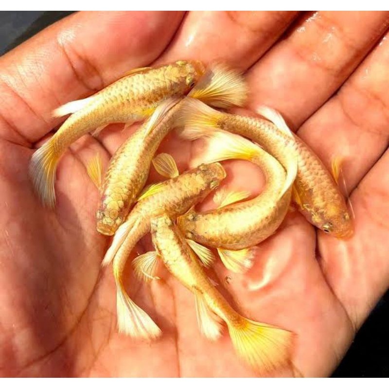 Ikan Hias Guppy Full Gold Vietnam Sepasang Sehat pair termurah
