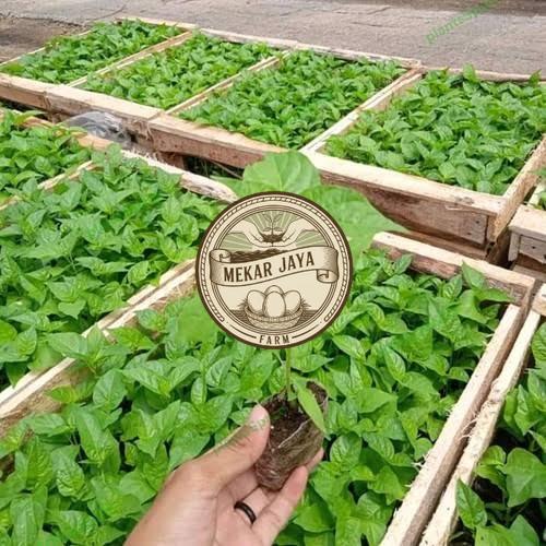 Bibit Unggul Pilihan Berkualitas Bibit Cabe Rawit F1 Super | Bibit Tanaman Cabai Rawit F1 Unggul Jam