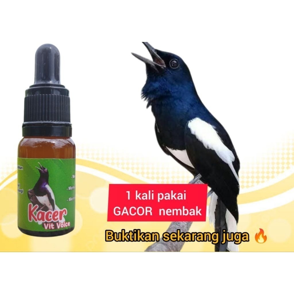 Doping Burung - vitamin penggacor seketika Kacer bahan dan macetan, Dijamin burung jadi tambah gacor
