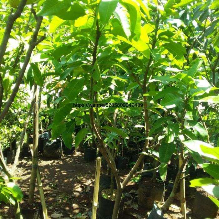 pohon mangga 2 meter